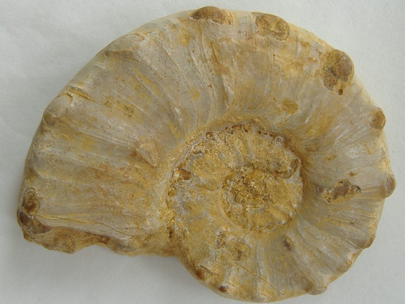 AMMONITE 6